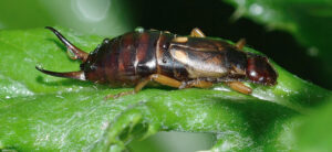 How To Get Rid Of Earwigs In the Garden