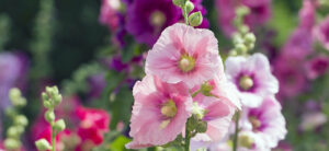 How To Grow Hollyhocks From Seed