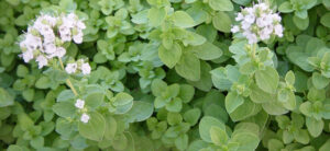 How To Grow Marjoram From Seed To Harvest