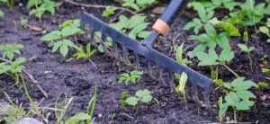 How To Winterize A Garden - Step By Step Guide