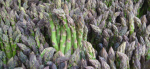 How To Grow Hydroponic Asparagus