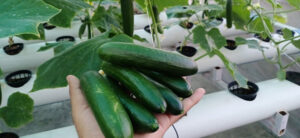 How To Grow Hydroponic Cucumbers