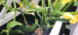 Growing Zucchini Hydroponically: The Complete Guide