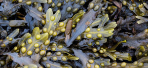Kelp Meal For Plants: The Power Of Seaweed Fertilizer!