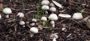 Why and How Mushrooms Grow In Gardens?