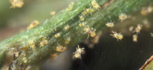 Spider Mites on Plants - How to ID and Remove