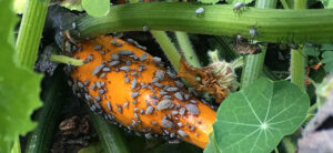 Squash Bugs in the Garden: What are They & How to Get Rid of Them