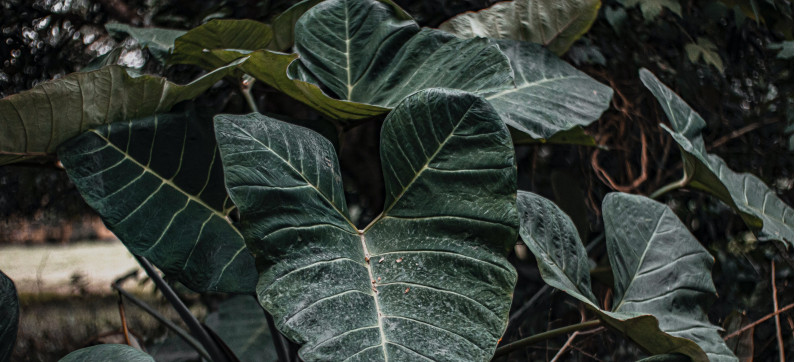 How to Keep Alocasia 'Black Velvet' Alive and Thriving (Alocasia Reginula)  – Garden Betty