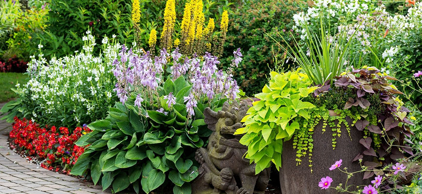 Annual vs Perennial Plants: What's The Difference? | Hydrobuilder