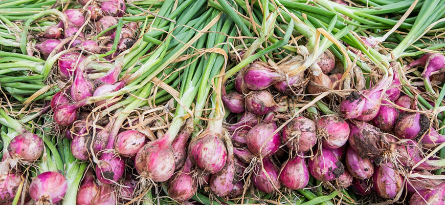 Shallots