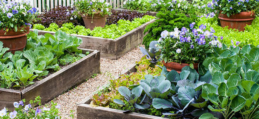 Everything You Want to Know About Raised Garden Beds