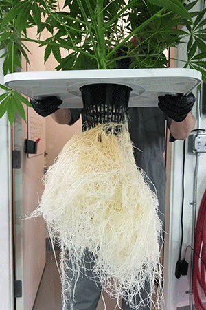 How To Clean Salt Build Up In Hydroponics Systems - Hydrobuilder 