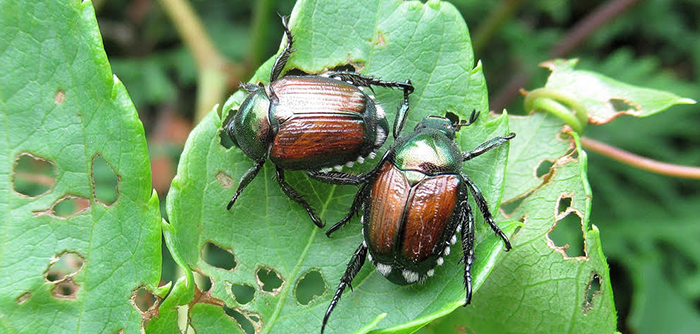 How To Get Rid Of June Bugs On Plants Fast / Hydrobuilder Learning Center