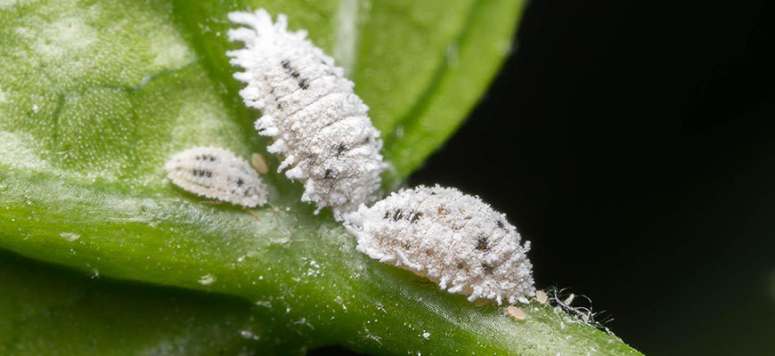 How to Get Rid of Mealybugs on your Indoor Plant