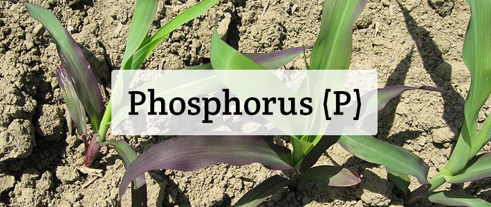 why-is-phosphorus-important