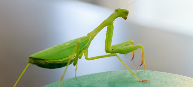 Praying mantids consume a wide variety of insects, including flies, mosquitoes, moths, and beetles.