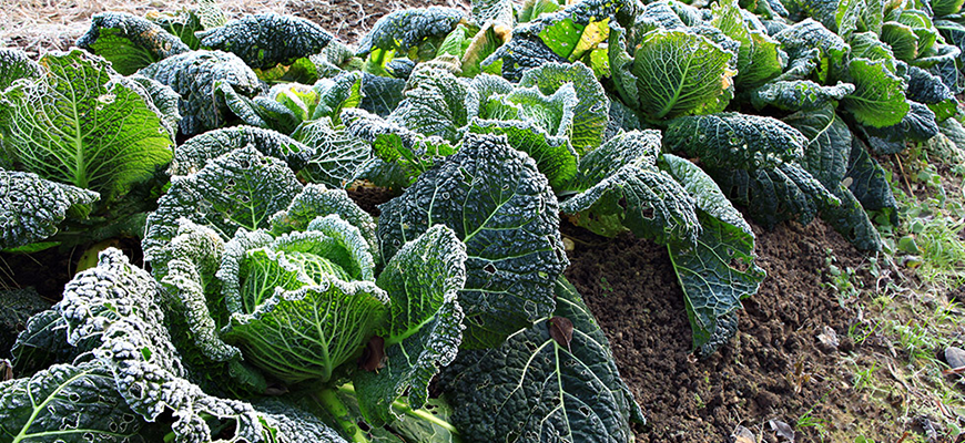 How to protect plants from frost
