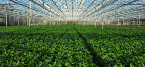 Sea Of Green Method: Growing Small Plants For Huge Yields