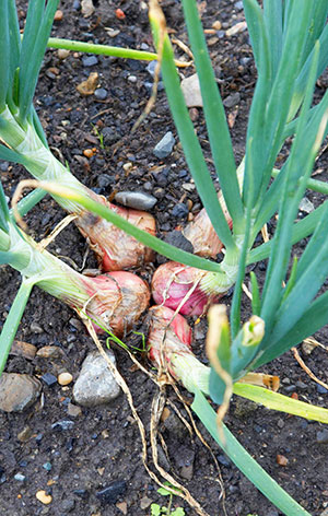 How To Grow Shallots - Hydrobuilder Learning Center