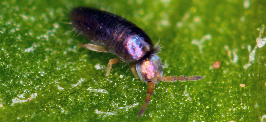 Springtails: Small but Useful - Laidback Gardener