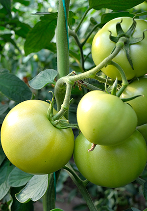 Cloning Tomato Plants: How To Clone This Vegetable Efficiently