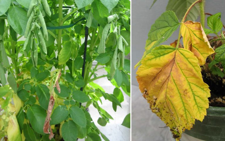 Verticillium Wilt - Prevention & Treatment - Hydrobuilder Learning Center