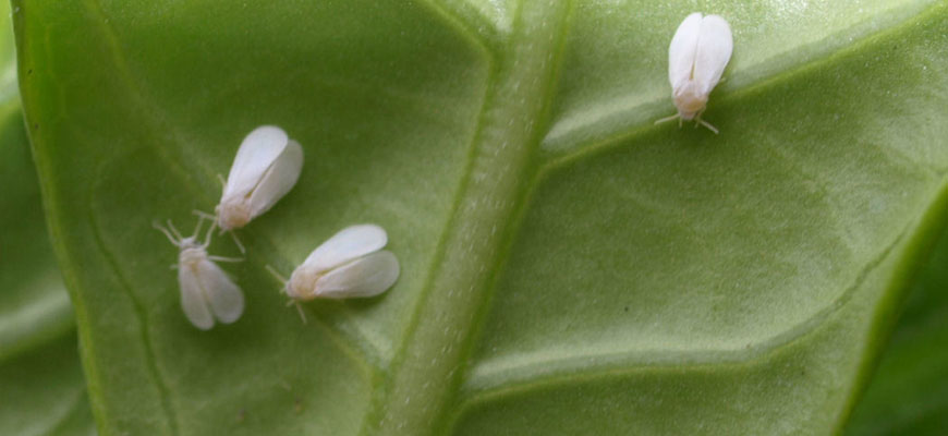 Close up of Whiteflies around plant veins