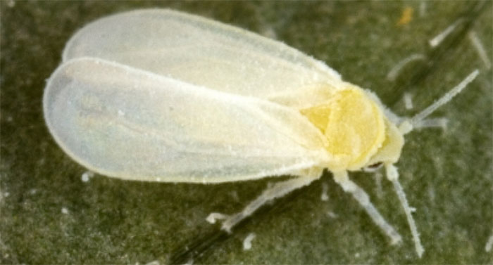 How To Get Rid Of Whiteflies On Plants Fast - Hydrobuilder Learning Center