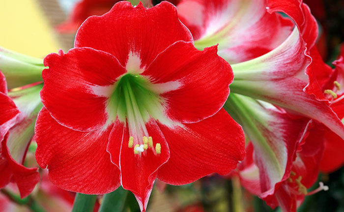 How To Grow Amaryllis With Continual Blooms