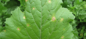 Copper (Cu) Nutrient Deficiencies In Plants - Hydrobuilder Learning Center