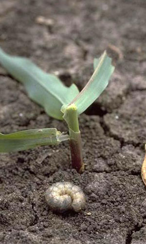 What Damage Can Cutworms Do In The Garden?