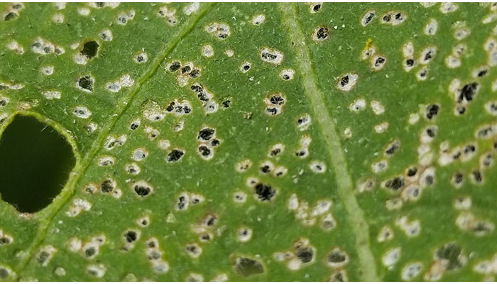 What Damage Can Flea Beetles Do In The Garden?
