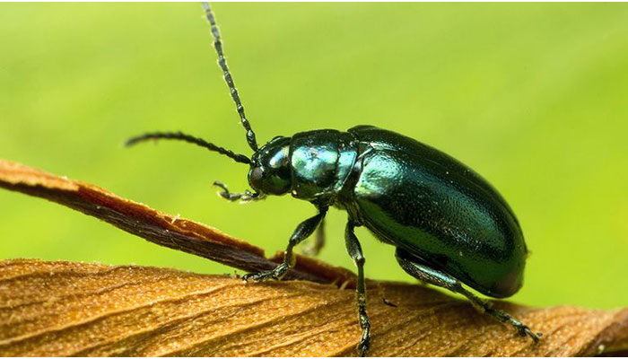 What Are Flea Beetles?