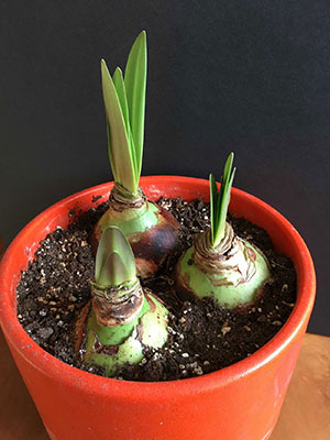 What Is Needed To Grow Amaryllis?