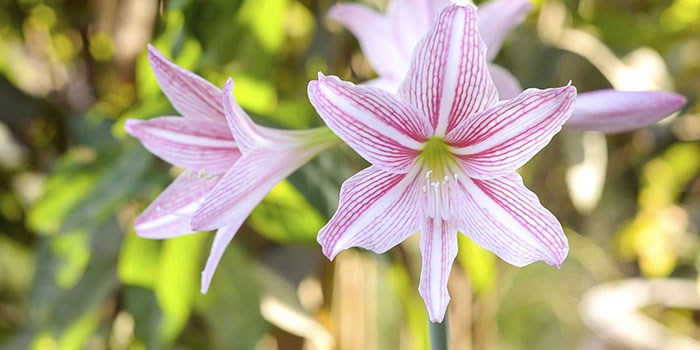 Caring For An Amaryllis Plant