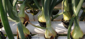 Can I Grow Onions Hydroponically  