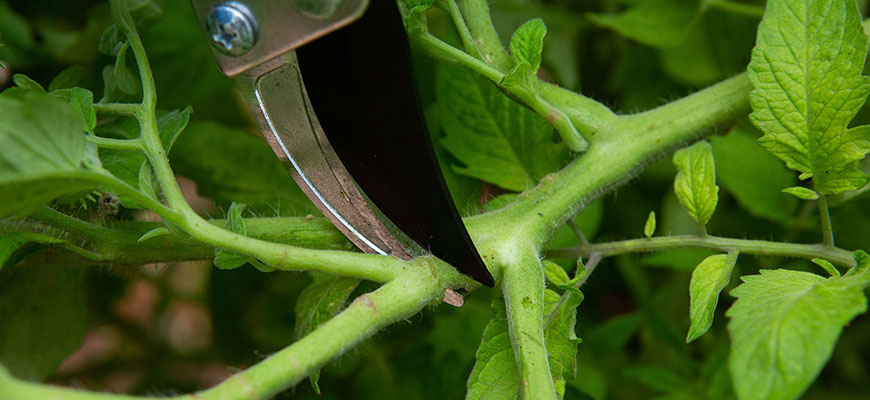 Replacement Tape for Hand Tying Plant Tape Gun - Grower's Solution