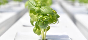 How To Grow Hydroponic Basil Hydrobuilder Learning Center