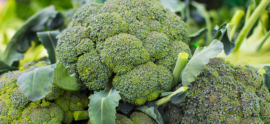 Hydroponic Broccoli Grow Time?  
