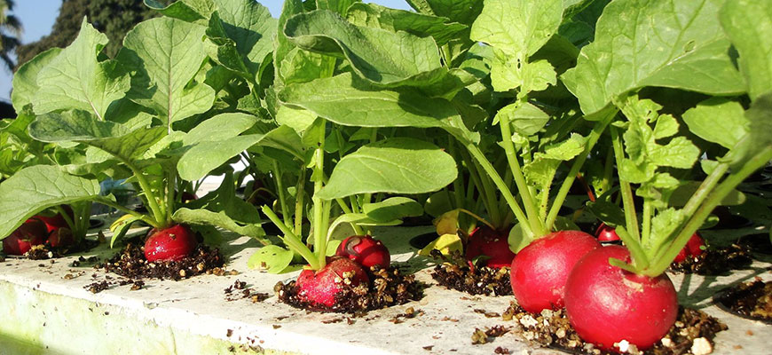 The Ultimate Guide to Radishes
