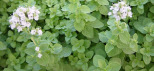 How To Grow Marjoram From Seed To Harvest - Hydrobuilder Learning Center