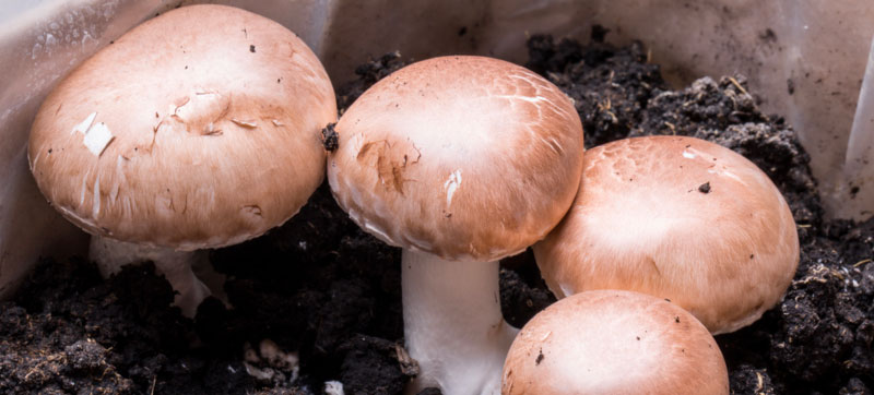 How To Grow Mushrooms: The Ultimate Guide - Hydrobuilder Blog