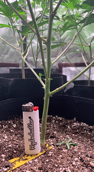 Pruning To Increase Yield Hydrobuilder Learning Center