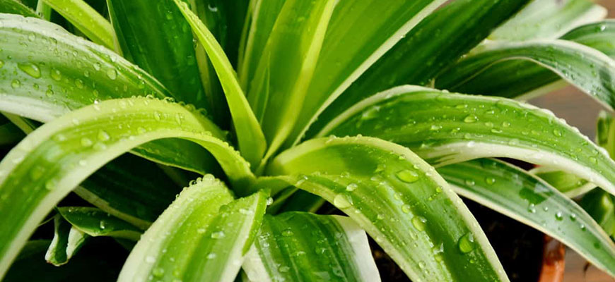 What Are The Low Humidity Symptoms In Plants? - Hydrobuilder