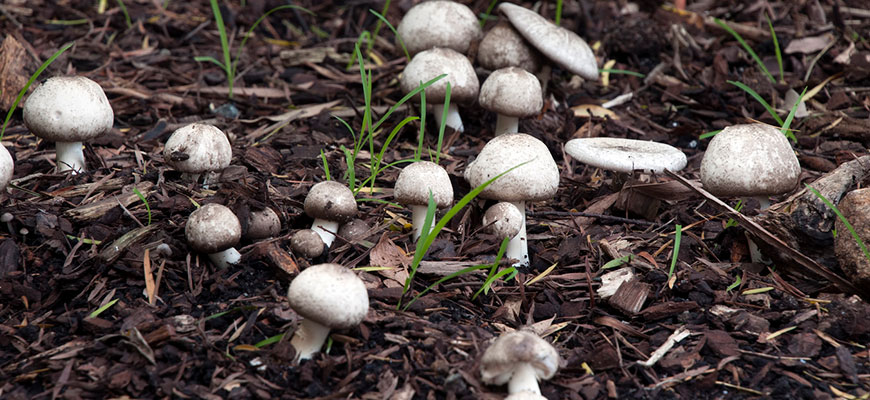 https://hydrobuilder.com/wp/wp-content/uploads/mushrooms-in-garden.jpg