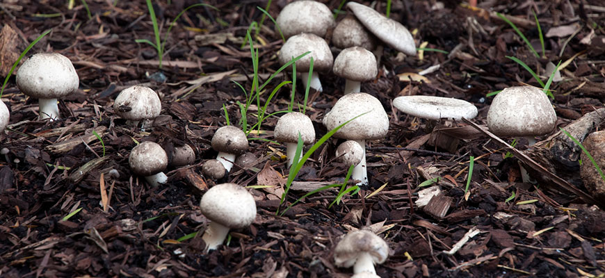 Dig Deeper Into Local Mushrooms!