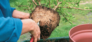 Root Bound: Prevention, Symptoms, Treatment | Hydrobuilder.com