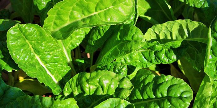 How To Grow Hydroponic Spinach Hydrobuilder Learning Center