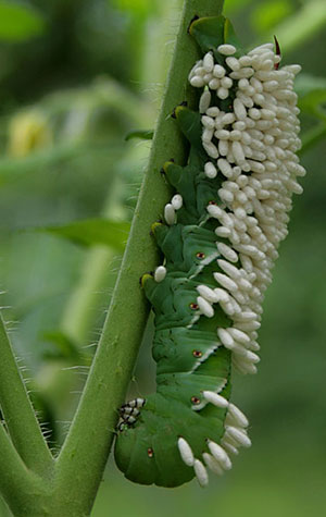 When To NOT Kill Tomato Hornworms In The Garden