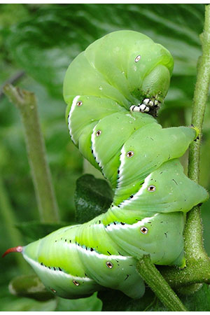 What Damage Can Tomato Hornworms Do On Your Plants?